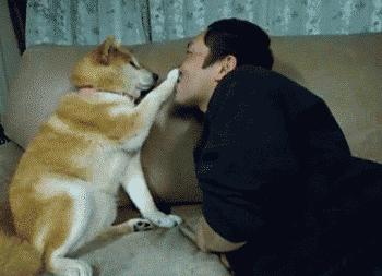 狗子吃醋女朋友,狗子喜欢女朋友怎么办