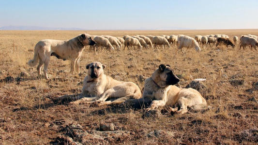 藏獒炒作事件,藏獒炒作之路