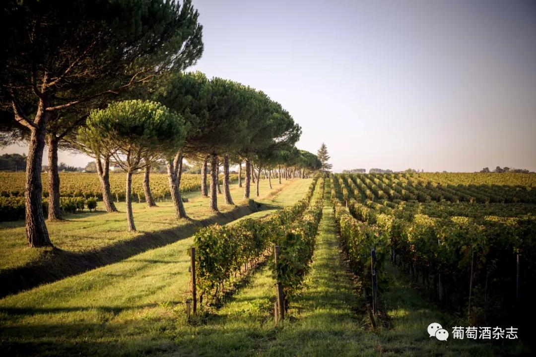 拉菲集团全系列产品图,拉菲集团旗下葡萄酒