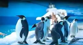 青岛方特乐园海底世界门票,海昌极地海洋世界青岛单馆门票