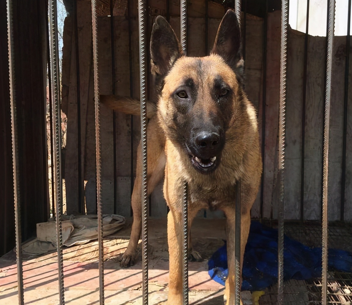 饲养马犬时,6*禁大**忌不能犯