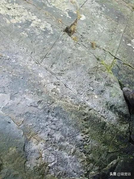 巨型蜈蚣长三米,世界上最长的3米巨型蜈蚣