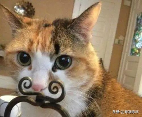 喷墨机为何突然对猫下此毒手?