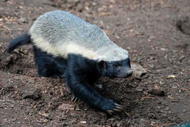 平头哥的历史地位,平头哥是谁到底什么来头