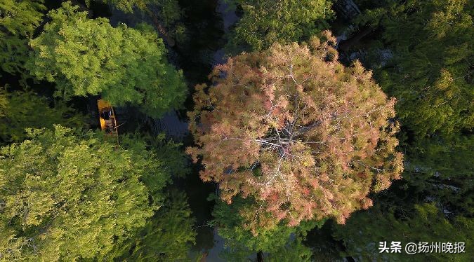 2018年冬天扬州赏花攻略,扬州11月秋景打卡地
