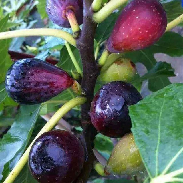 怎么用无花果的枝条种无花果树,喜欢吃无花果什么原因