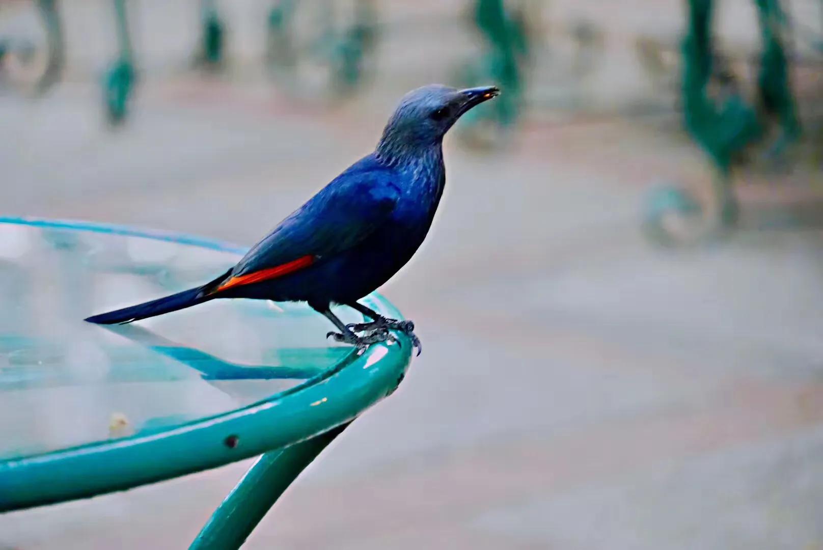 美国小学语文第一册中英文双语版,美国语文第一册教学视频