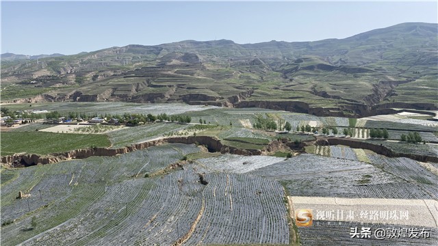 短视频丨【决战决胜脱贫攻坚】通渭李家店乡：脱贫致富的“黄金”产业——金银花