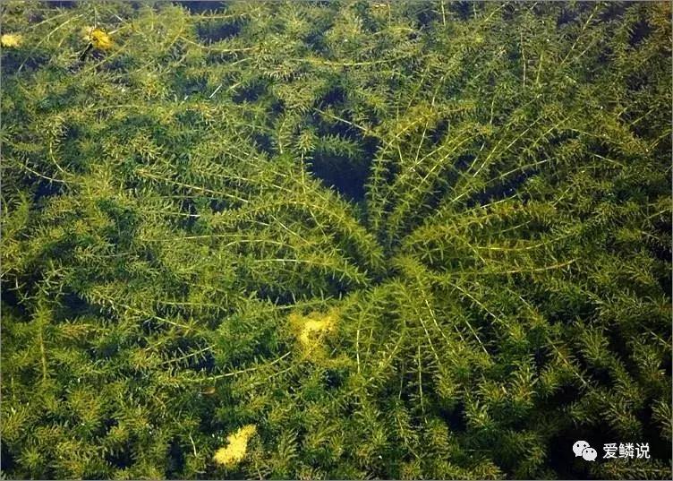 适合锦鲤池水面种植的植物,锦鲤鱼池能长什么植物