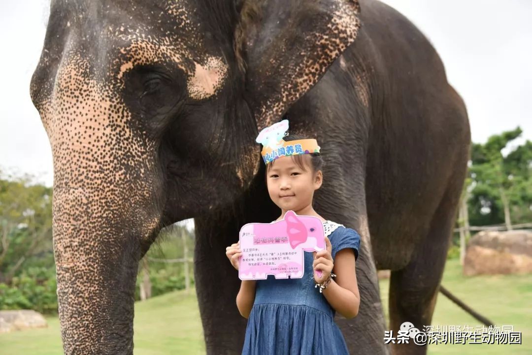 野象谷和大象互动视频,野象谷跟大象互动