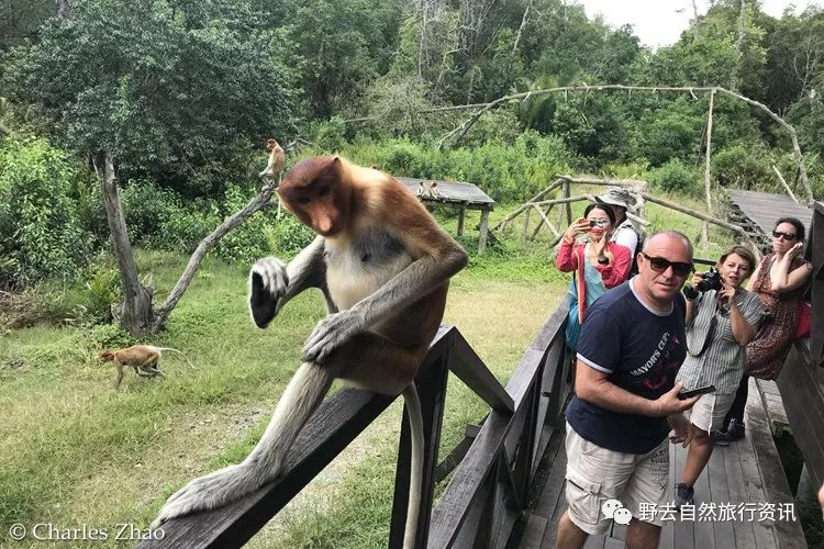 待疫情平息,和孩子一起探索“失落的世界”婆罗洲原始雨林