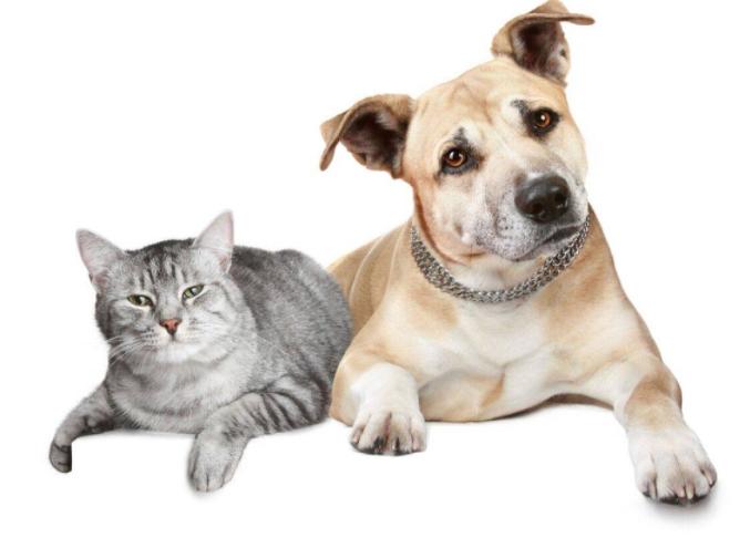 雪纳瑞犬可以吃什么食物,狗狗不能吃的食物完整版