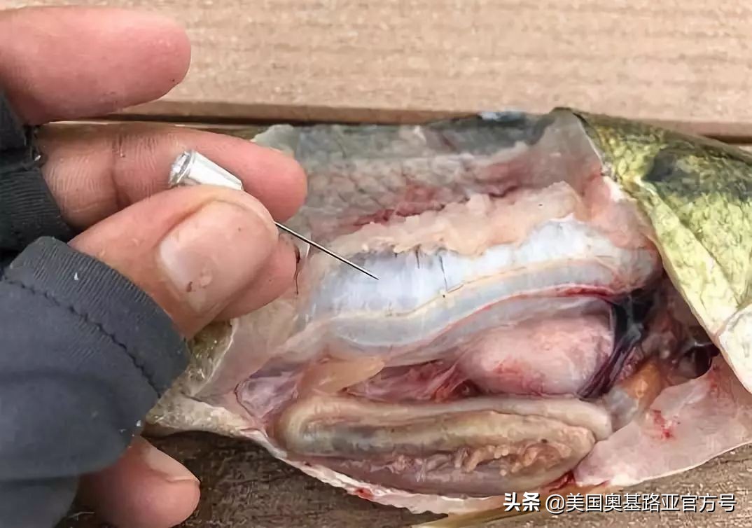 美国奥基路亚沉水软虫,路亚鱼缺氧