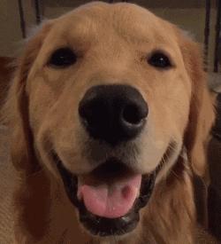 狗狗尿路感染临床表现,狗狗尿路感染用什么药治疗