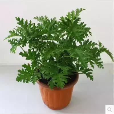 适合室内养的50种植物驱蚊,适合家里养的驱蚊的植物