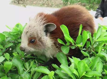 海南海里的特产动物,海南特有的珍稀动物