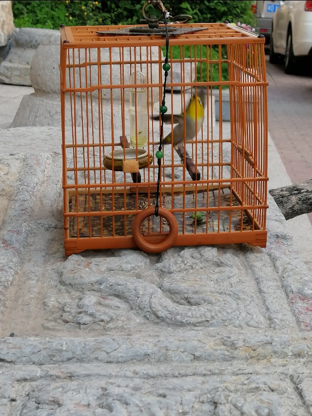 怎么防鸟仰头翻跟头,雏鸟为啥容易仰头