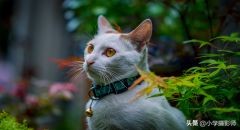 1600超长焦镜头,尼康55-1.8人像镜头