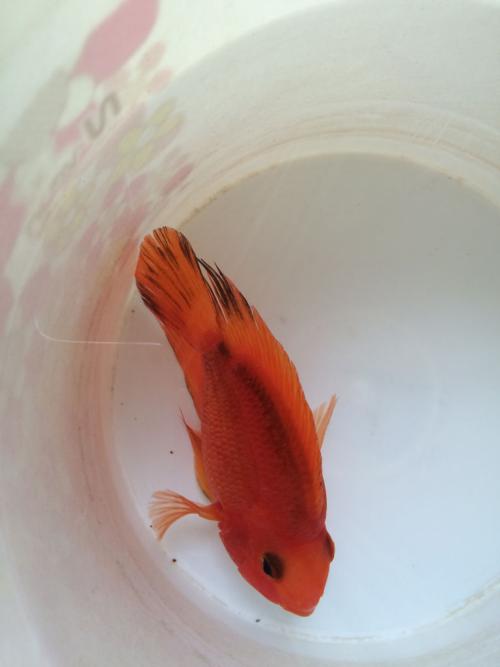 鹦鹉鱼的饲养管理技巧和方法,鹦鹉鱼饲养注意事项大全