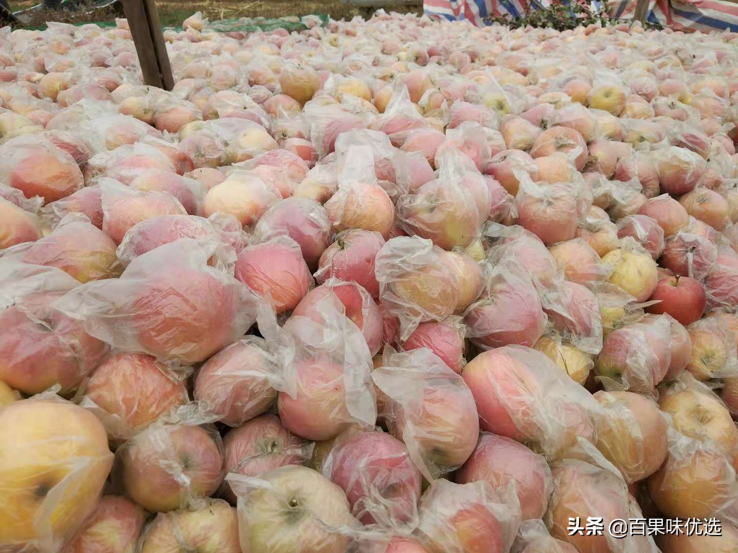 关于苹果的一些资料,关于苹果的问题