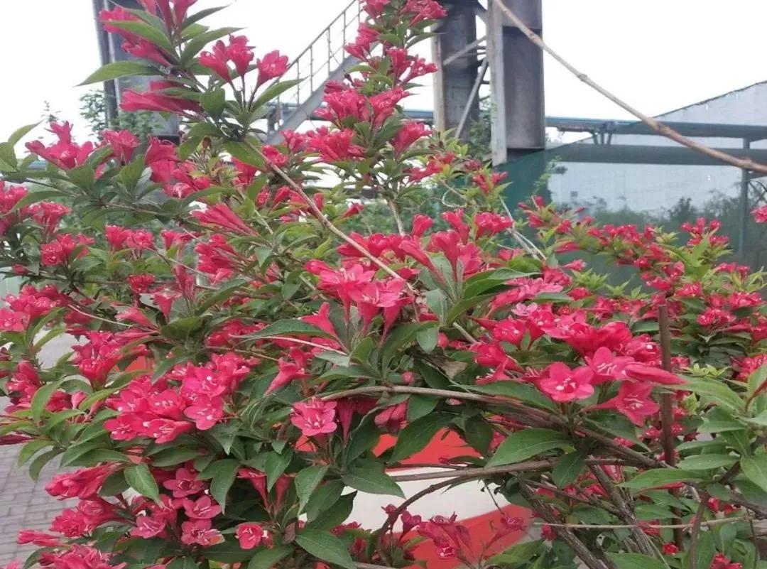 天津津南区荣程钢铁,天津荣程钢铁环境