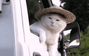 猫咪去宠物医院检查什么项目好呢,三个月猫咪要做什么检查