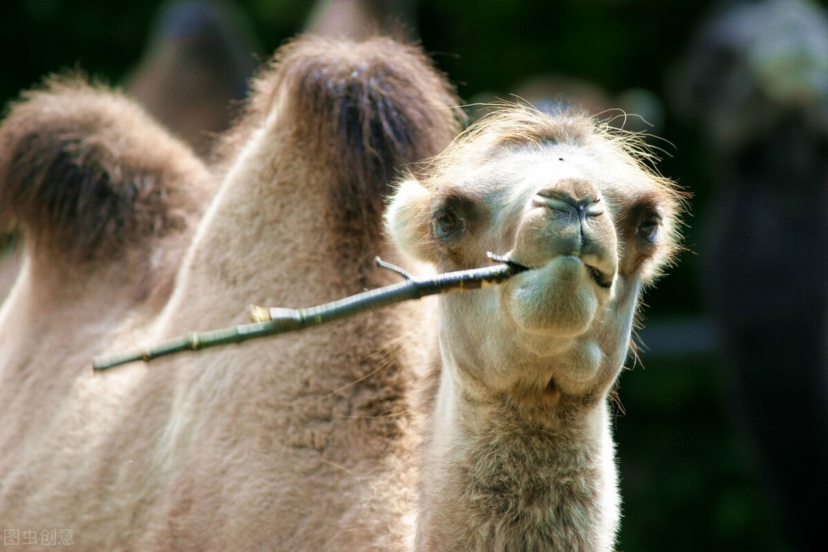 在沙漠中遇到死去的骆驼,在沙漠中碰到死后的骆驼