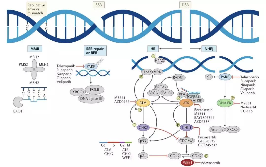 科学家找到了癌细胞的软肋，给了它致命的最后一击！