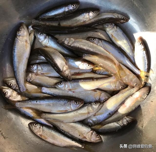 小溪垂钓野生溪鱼非常过瘾,福建农村小溪最常见的鱼