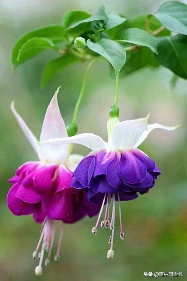 倒挂*钟金**落花怎么办?教你做好这5点,倒挂*钟金**花开艳丽满枝头