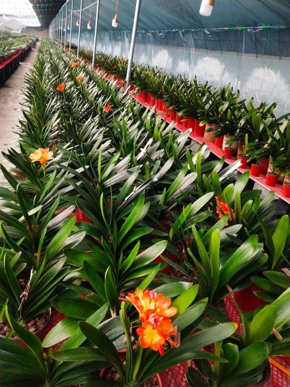 君子兰年宵花上市,沈北君子兰年宵花