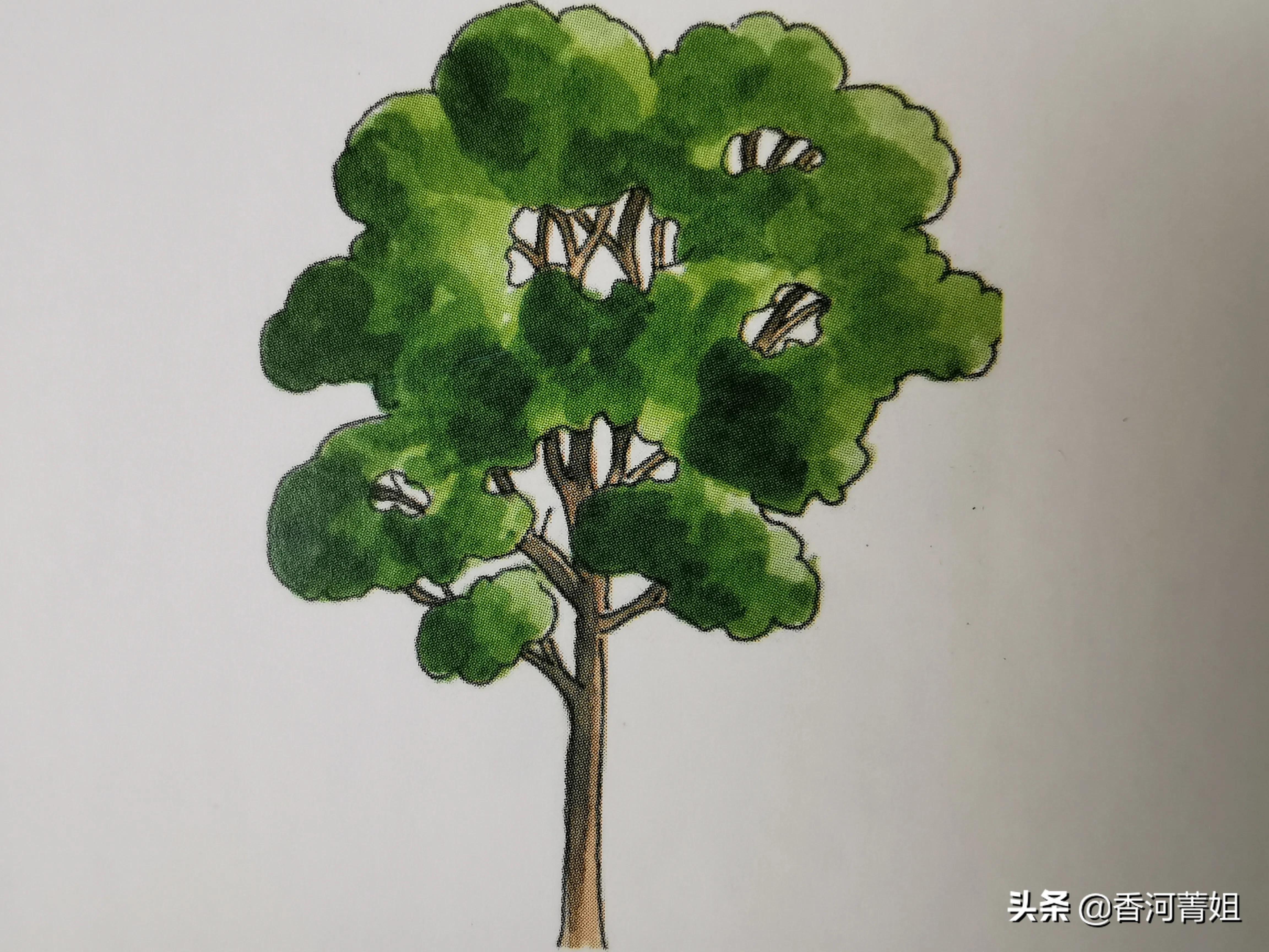 沙比利木材是硬木吗,沙比利柚木