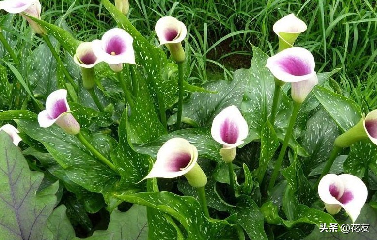 彩色马蹄莲如何复花,彩色马蹄莲好养吗能复花吗