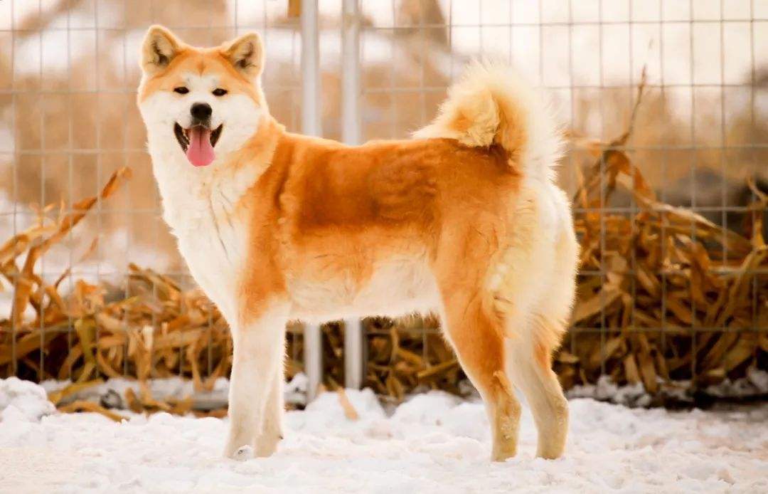 柴犬和秋田犬的价格多少,秋田犬价格多少钱一只