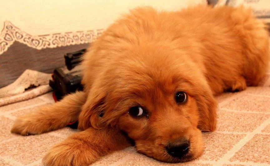 金毛8个月胆子特别小怎么办,金毛胆子小不敢出门怎么办