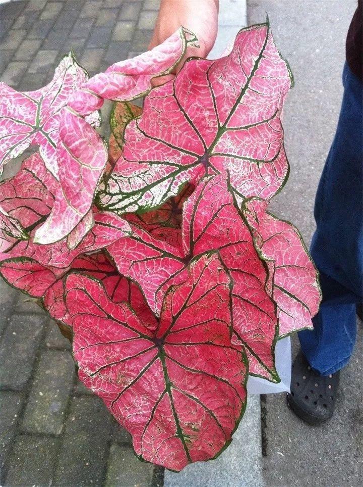 养花新手不知道养什么，就选这几种植物，轻松养爆盆