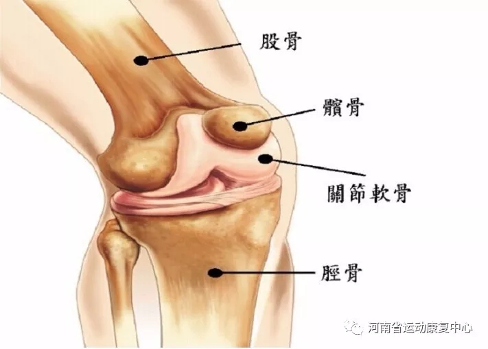 膝关节运动损伤康复训练,运动过度膝关节损伤后怎样运动