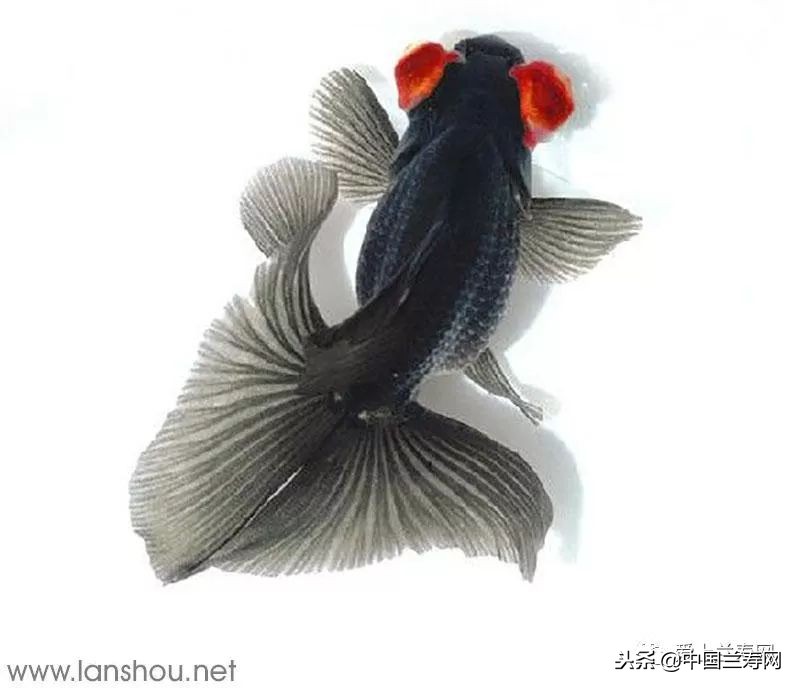 十大最稀有的金鱼品种,比较大的金鱼品种有哪些