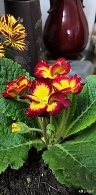 家庭花卉蚜虫用啥药,家庭养花蚜虫怎么治