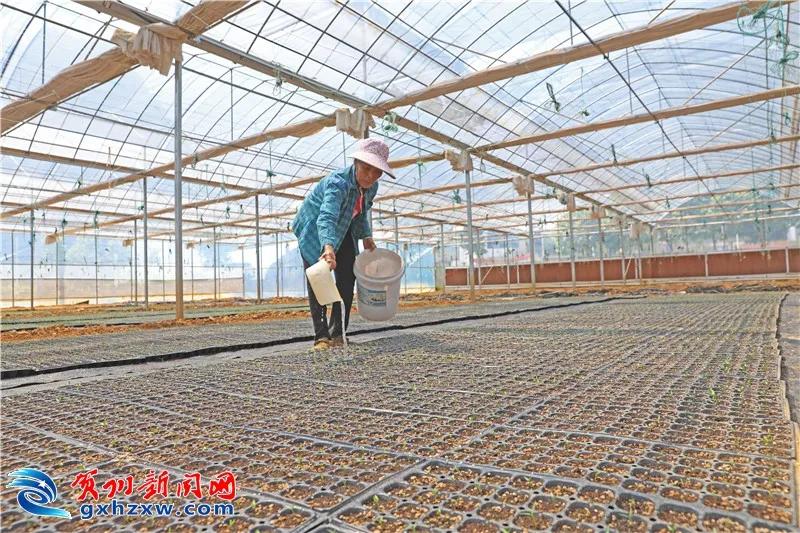 果蔬搭建的“聚宝棚”！龙山村的村民这样圆了致富梦