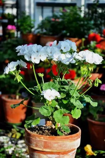 为什么有的天竺葵不开花,天竺葵不开花是什么原因呢