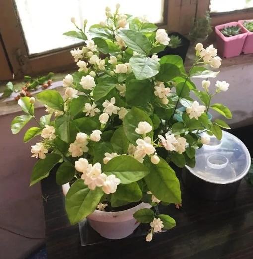 柠檬桂花茉莉花哪种可以驱蚊,室内盆栽植物带香桂花