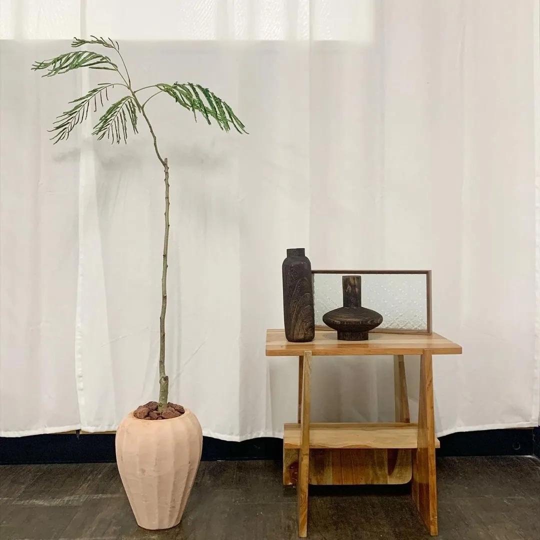 ins十大网红绿植,ins网红绿植大全