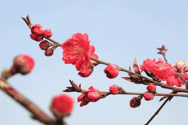 一任群芳妒,一任群芳妒上一句是什么