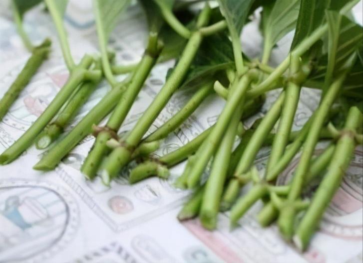 扦插花的快速生根法,哪些花卉可以用扦插的方法插活