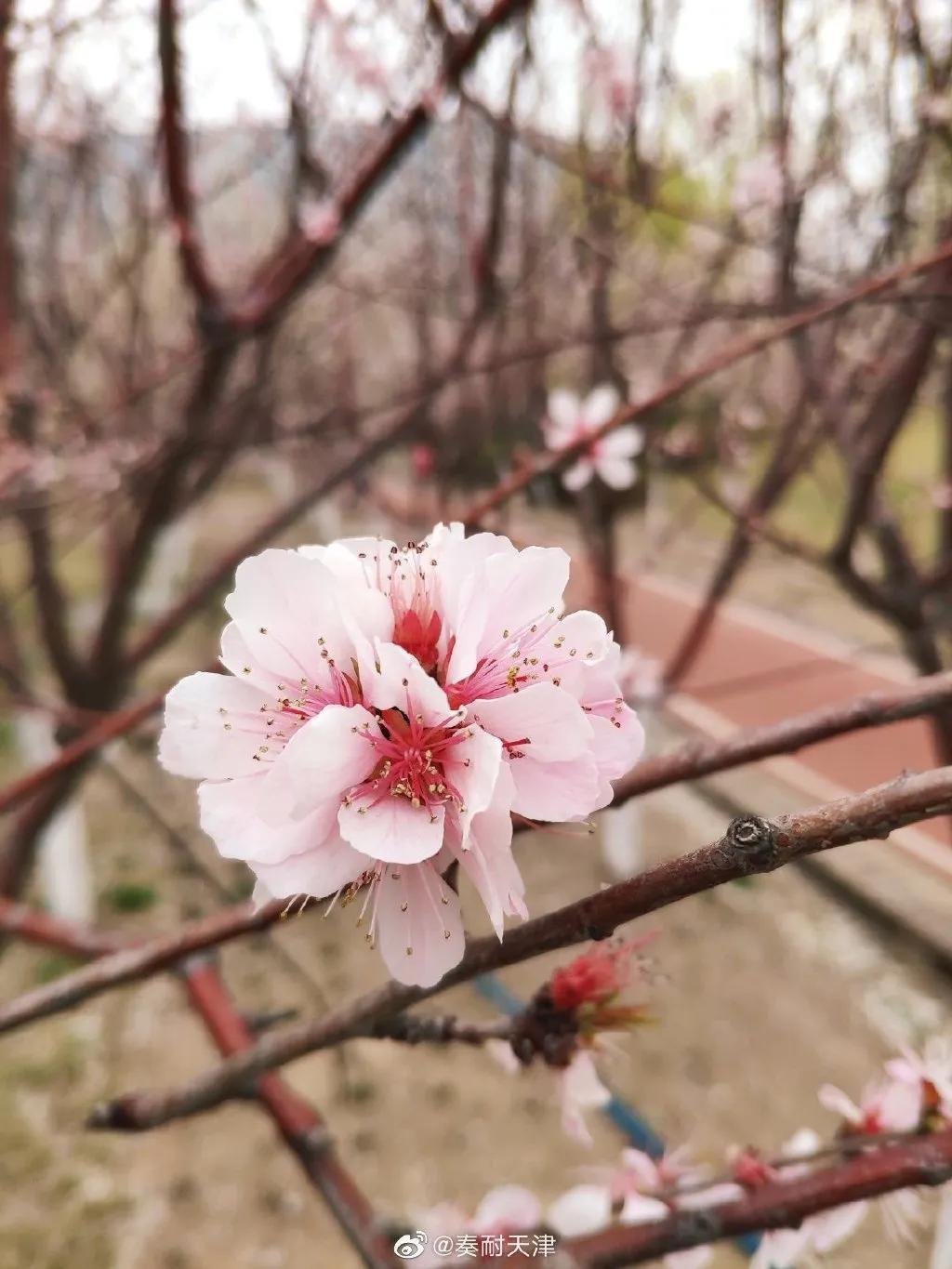 东丽区有发展吗,天津东丽区为什么没发展