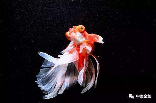 冬天养鱼的正确方法,冬天养鱼养水的正确方法