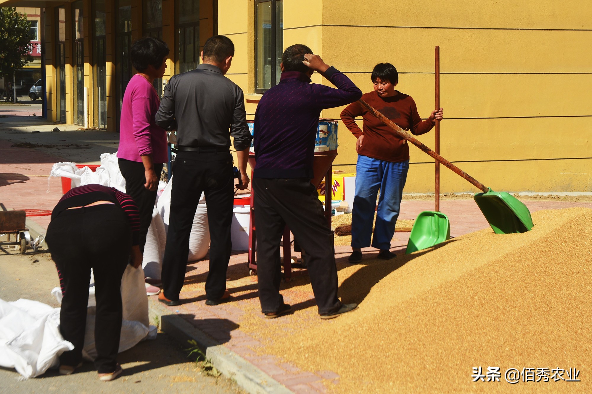 业内人透露小麦种子的“秘密”:改小包装提高价格,反受农民欢迎