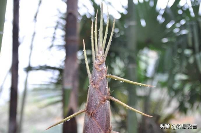 竹笋诗词精选三十一首,山中竹笋诗词