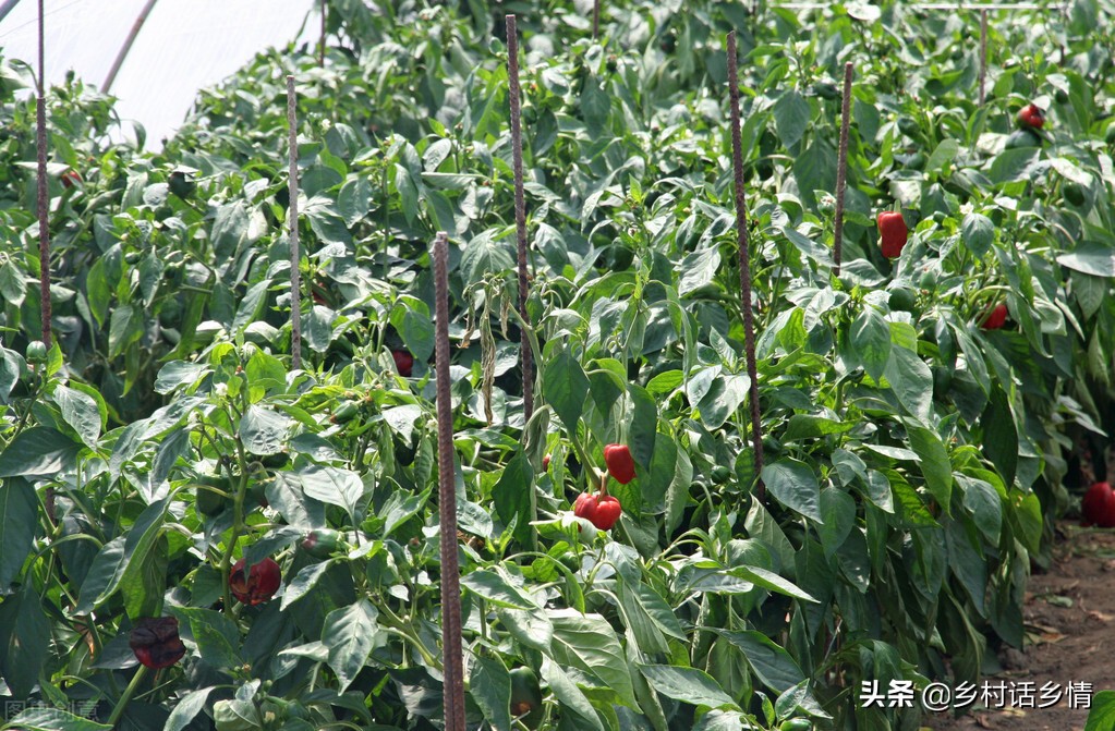 家里留下来的种菜方法，啥化肥也不用施，蔬菜高产还好吃